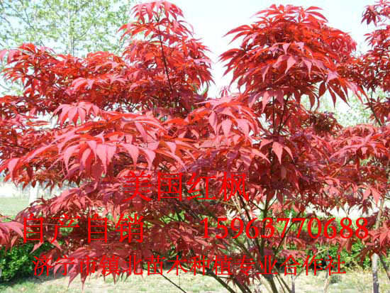 美國紅楓