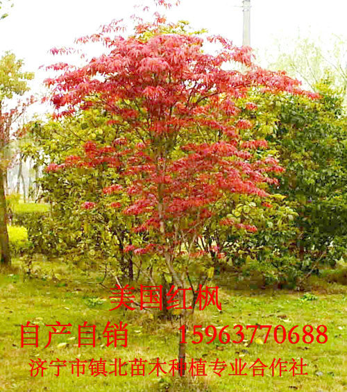 美國紅楓