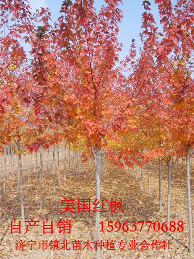 美國紅楓