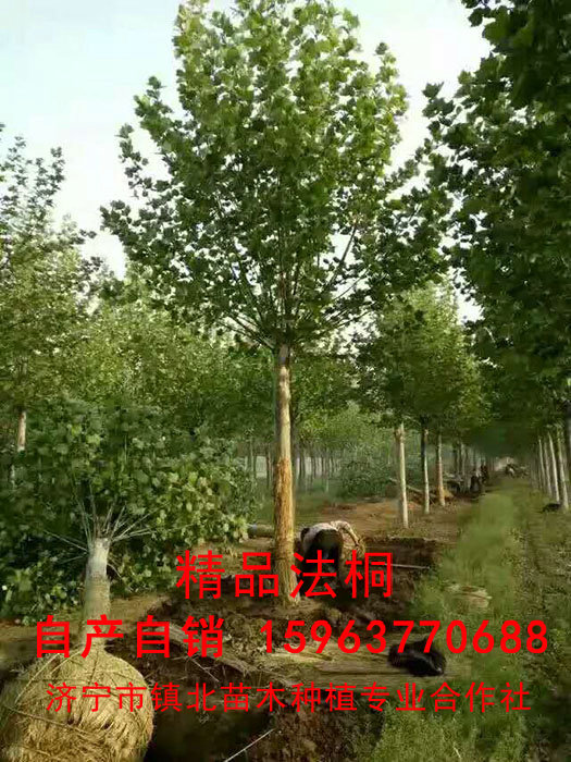 法桐