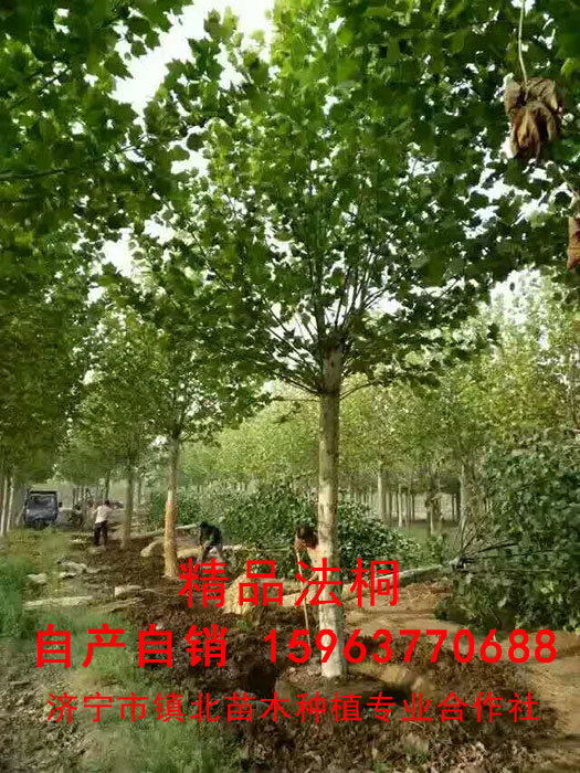 法桐
