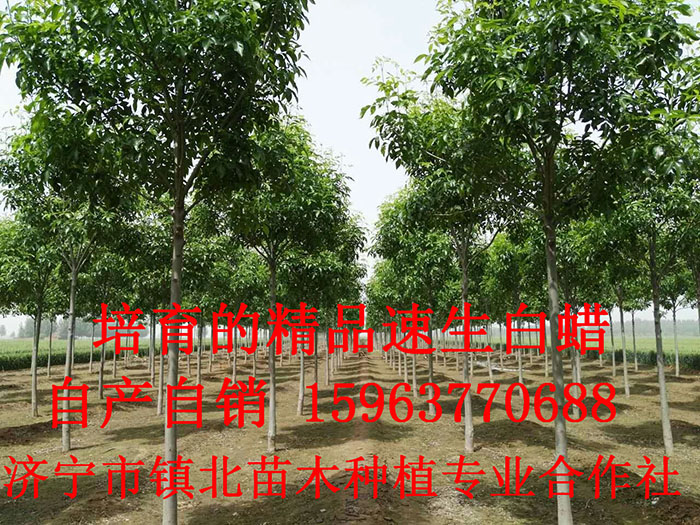 精品白蠟