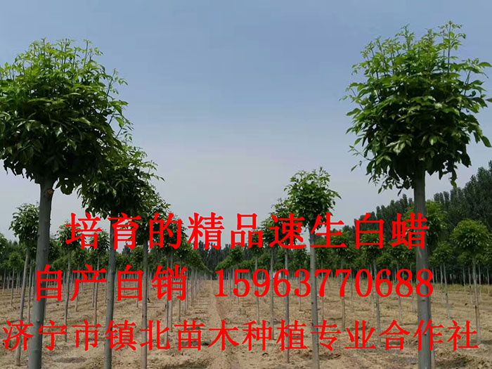 精品白蠟