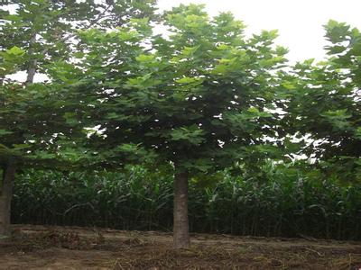 白蠟枝葉茂密高達20m見維株生長快