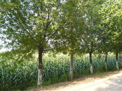 白蠟樹高18m陽性樹種喜光適宜壤土