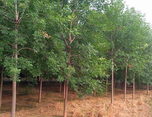 白蠟栽植長出新根恢復原來樹勢