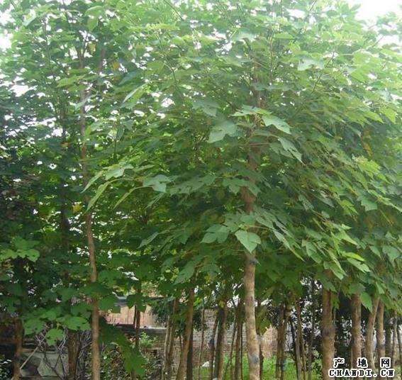 白蠟栽植長出新根恢復原來樹勢