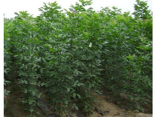 白蠟栽植長出新根恢復原來樹勢