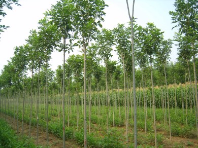 白蠟苗圃特點植物種類豐富多彩

