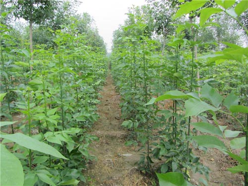 白蠟苗圃特點植物種類豐富多彩
