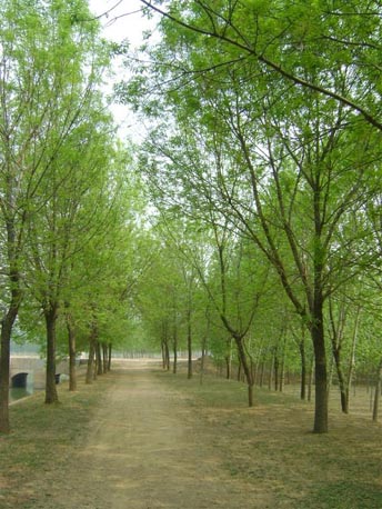 白蠟苗圃的合理布局有利于苗木培育