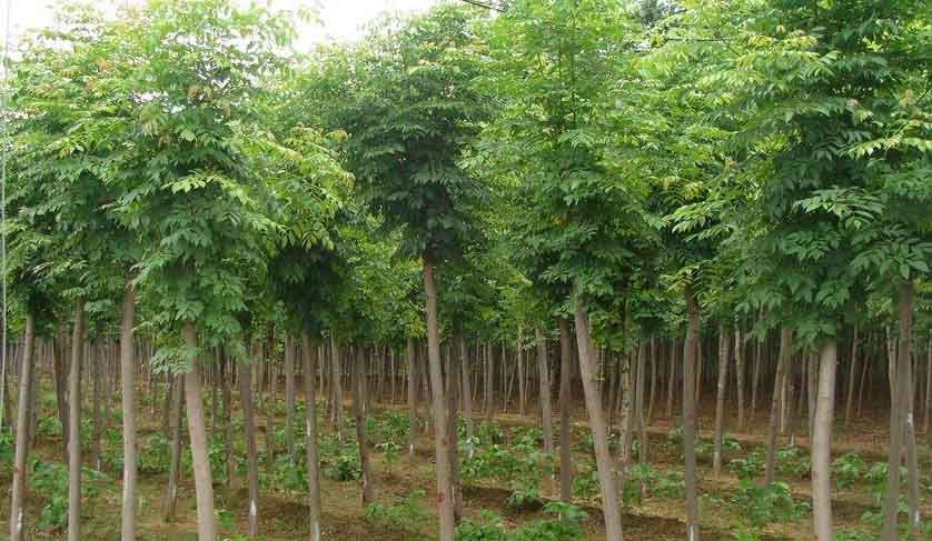 白蠟科學(xué)栽植控制系統(tǒng)培用在育苗