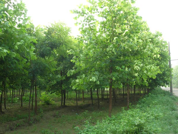 白蠟科學(xué)栽植控制系統(tǒng)培用在育苗