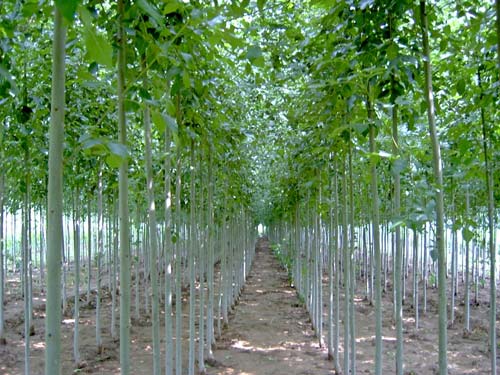 白蠟移植前保證吸收根系