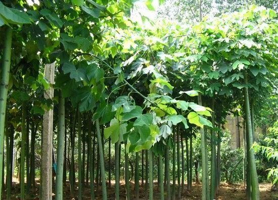 白蠟移植前保證吸收根系