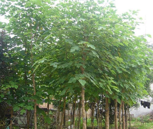 白蠟植物吸收合成貯藏繁殖功能