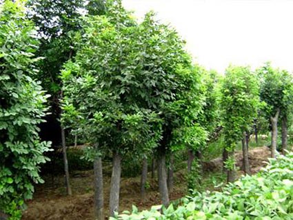 白蠟植物定植前做好土壤改良和施基肥