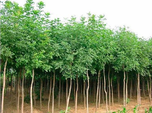 白蠟植物對凈化城市污水有明顯作用