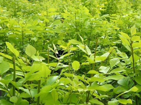 白蠟苗木栽植成活率的育苗裝置