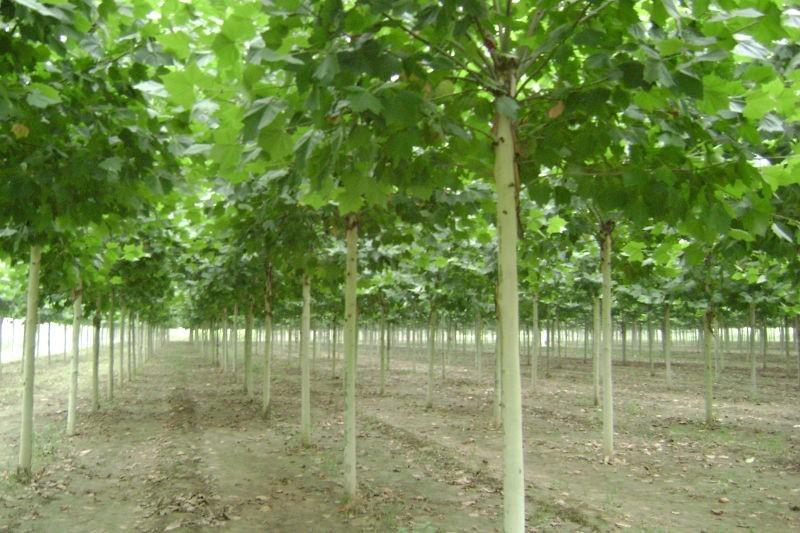 白蠟園林綠化苗木栽植和養護技術
