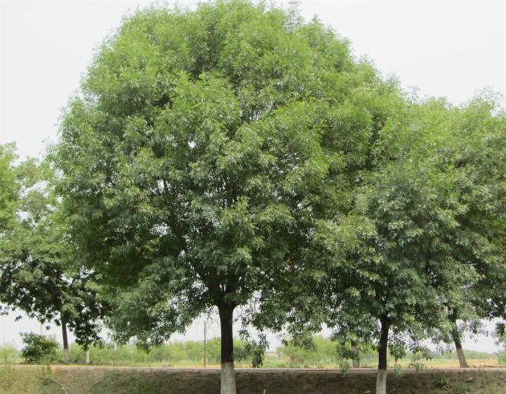 白蠟樹木適法適栽植方法